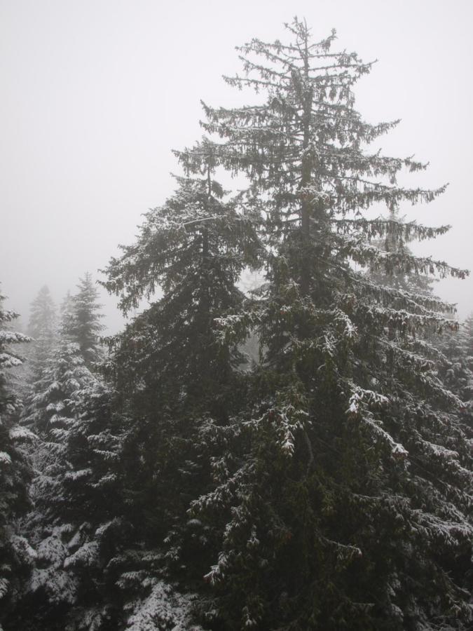 Borovets Forest View Экстерьер фото